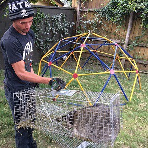 Raccoon Trapping and Removal by Urban Wildlife Trapping Experts