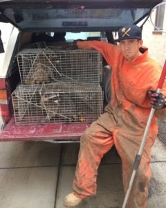 Humane Wildlife Trapping and Removal By Urban Wildlife Trapping Experts 