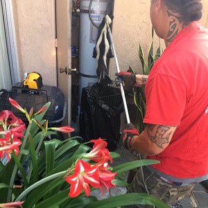 Skunk Trapping and Removal by Urban Wildlife Trapping Experts Skunk Trapping and Removal by Urban Wildlife Trapping Experts